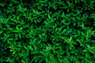 Yoğun, koyu yeşil yeşillik doğal, canlı bir arkaplan dokusu oluşturuyor..