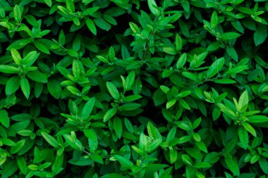 Yoğun, koyu yeşil yeşillik doğal, canlı bir arkaplan dokusu oluşturuyor..