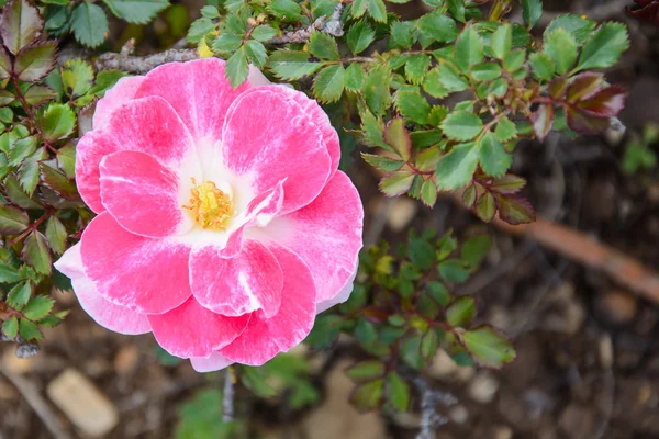 Rosa Rose blüht im Garten — Stockfoto