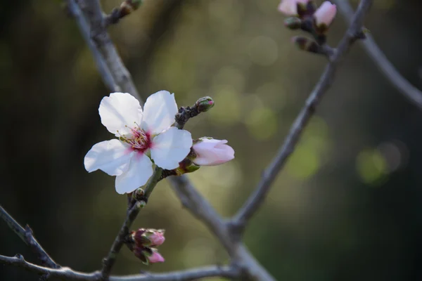 Hermoso fondo floral con almendro floreciente —  Fotos de Stock