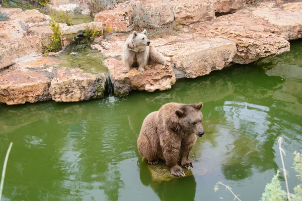 Brown bears sitting on the rock, rainy day — Stock Photo, Image