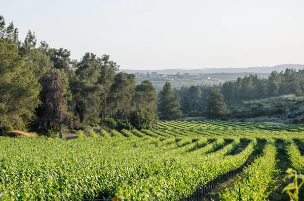 Paisaje de viñedos en Israel — Foto de Stock