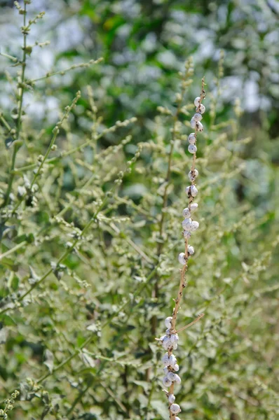 Caracoles en una rama de árbol — Foto de Stock