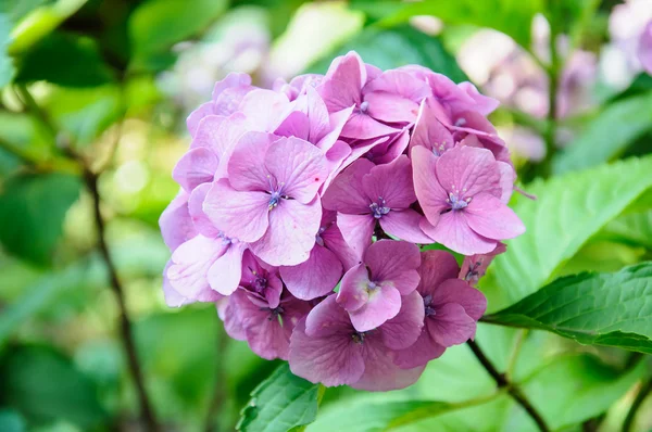 Una macro toma de una flor de hortensia —  Fotos de Stock