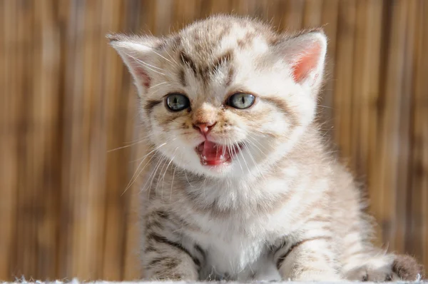 Schotse vouw kitten — Stockfoto