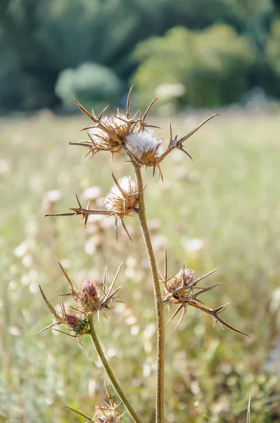 Primer plano de flor de cardo mariano blanco — Foto de Stock