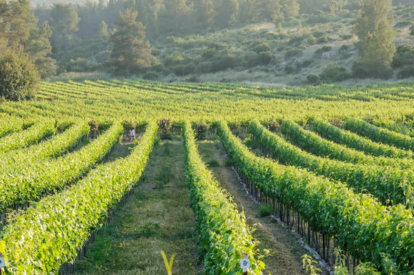 Vineyard peyzaj