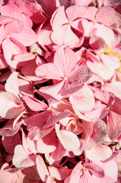 Una macro toma de una flor de hortensia —  Fotos de Stock