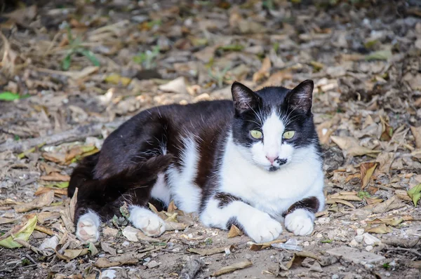 Krásná černá a bílá kočka ležící na listí v lese a — Stock fotografie