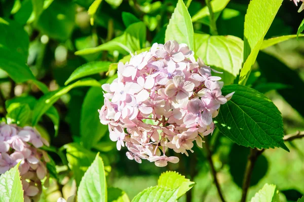 Makro snímek hortenzie kvetou — Stock fotografie