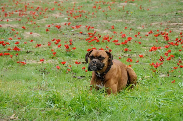 Boxer lays on a green meadow of red flowers — Stock Photo, Image