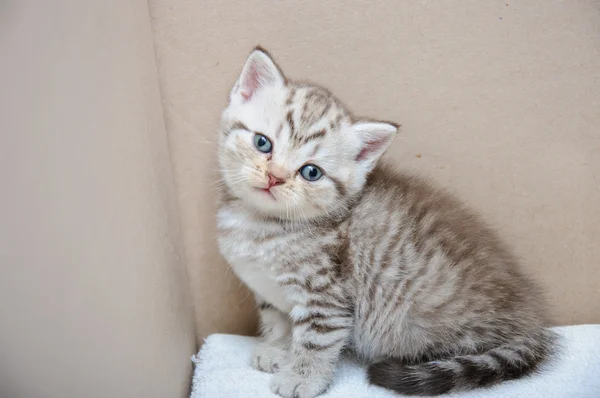 Schotse vouw kitten — Stockfoto