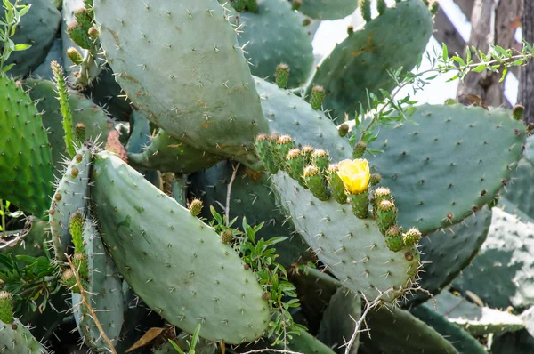 Крупный план Opuntia ficus-indica, цветущий незрелыми плодами atta — стоковое фото