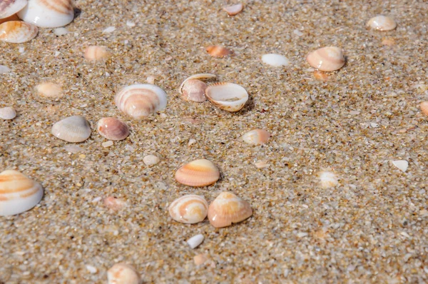 Sable et coquillages fond — Photo