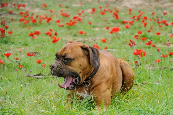 Boxeador se encuentra en un prado verde de flores rojas —  Fotos de Stock