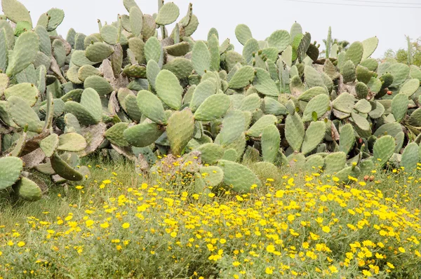 Opuntia ficus-indica cactus in a meadow of yellow flowers — стоковое фото