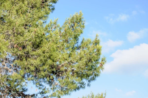 Pine tree against blue clear sky — Stock Photo, Image