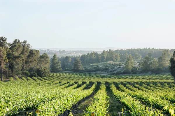 Paisaje del viñedo — Foto de Stock