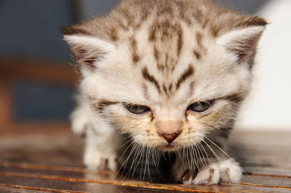 Gatito pliegue escocés — Foto de Stock