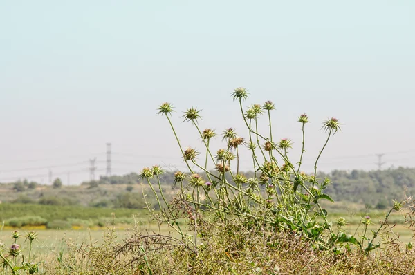 Closeup of many milk thistle flowers — Stock Photo, Image