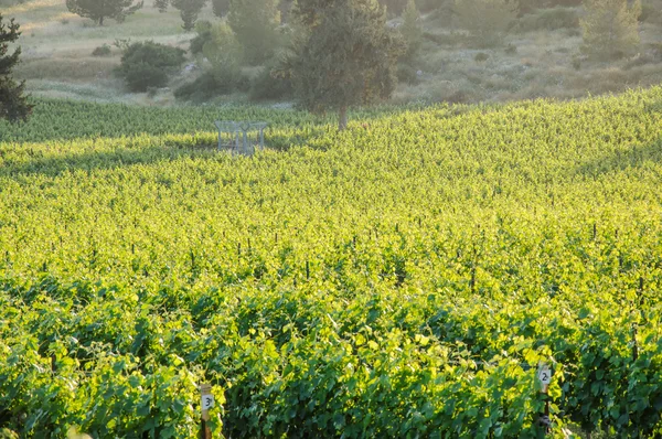 Paisaje del viñedo — Foto de Stock