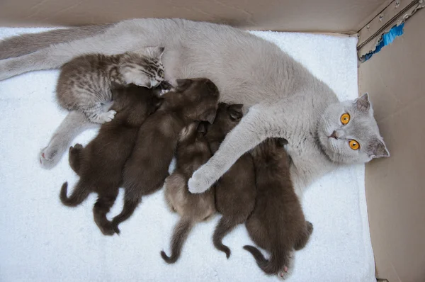 스코티시 폴드 어머니 고양이 우유 먹이 그녀의 새끼 고양이 — 스톡 사진