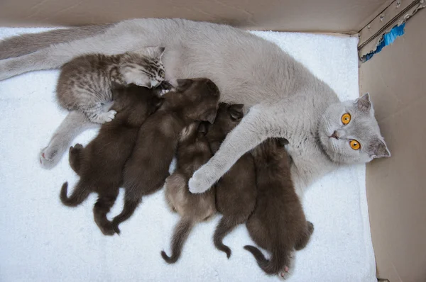 Σκωτσέζος διπλώνω μητέρα γάτα γάλα σίτιση τα γατάκια της Εικόνα Αρχείου