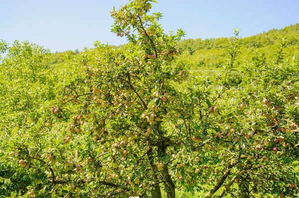 Appelbomen in een boomgaard, met rode en groene appels — Stockfoto