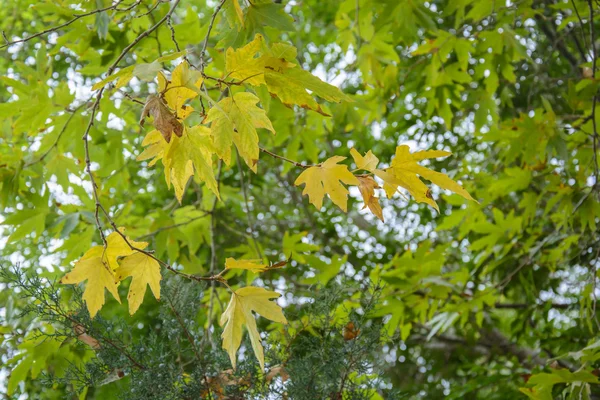 Листья на дереве в природе осенью — стоковое фото
