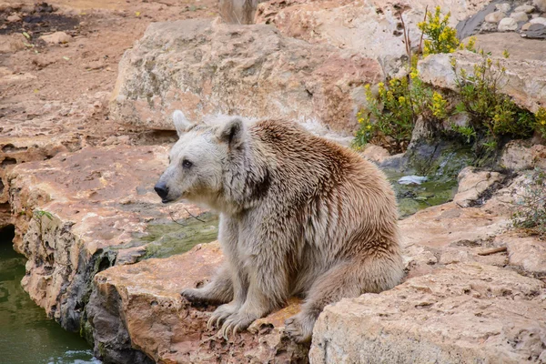 Brown bear sitting on the rock — Stock Photo, Image