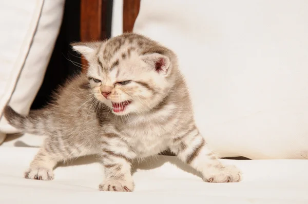 Schottisches Faltenkätzchen — Stockfoto