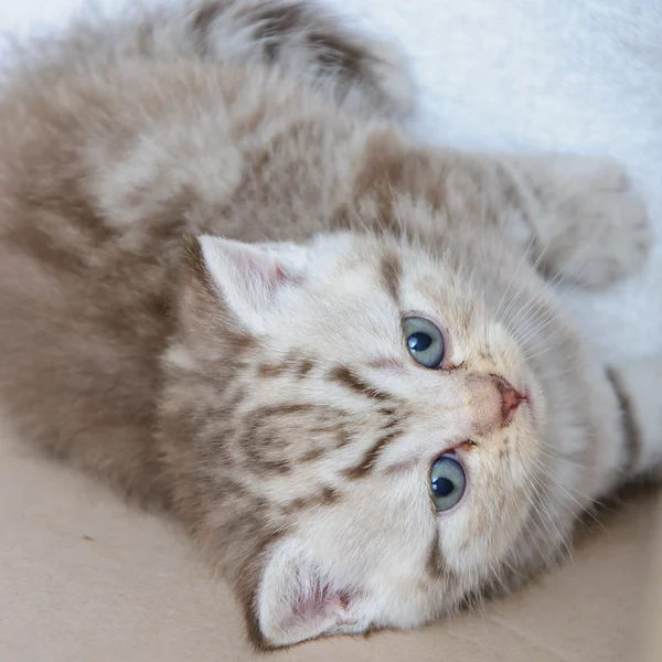 Σκωτσέζικο γατάκι — Φωτογραφία Αρχείου