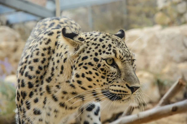 Primer plano de leopardo —  Fotos de Stock