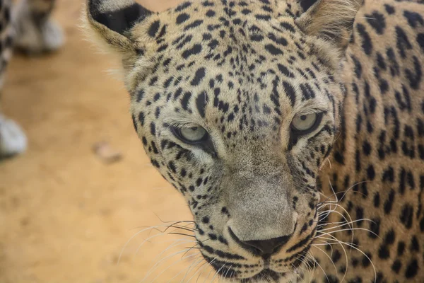 Primer plano de leopardo —  Fotos de Stock