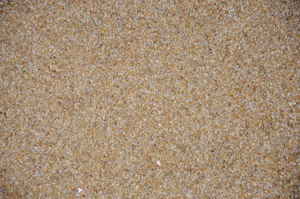 Bakgrunn for sand og skall – stockfoto