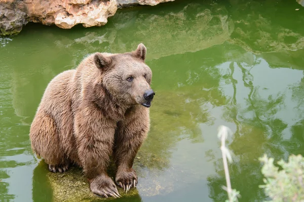 Brown bear sitting on the rock, rainy day — Stock Photo, Image