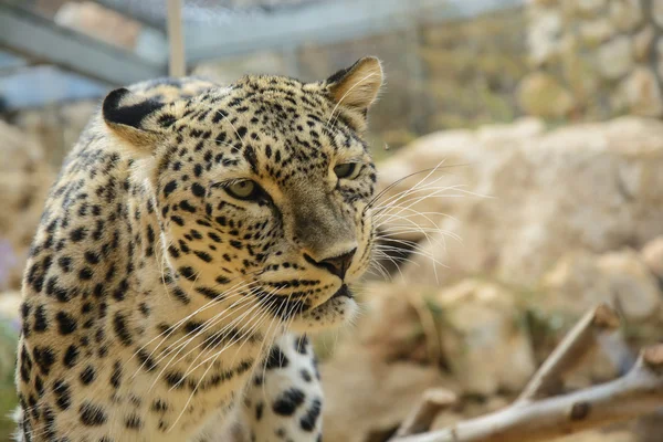 Leopardo close-up — Fotografia de Stock