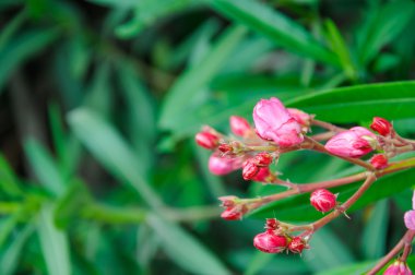 Pembe çiçek arkaplanı