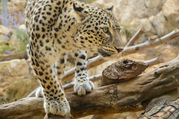 Primer plano de leopardo —  Fotos de Stock