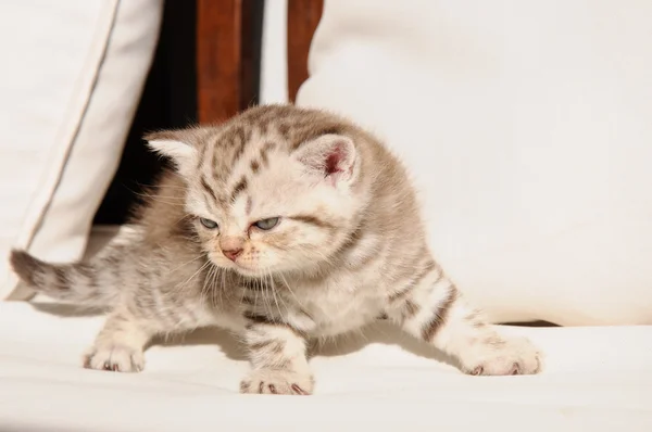 스코틀랜드의 우리 고양이 — 스톡 사진