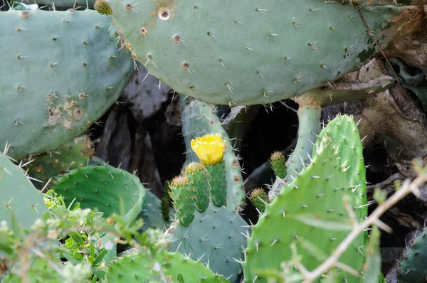 Gros plan d'Opuntia ficus-indica fleurissant avec des fruits non mûrs atta — Photo