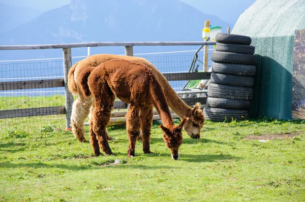 Brown alpacas comer — Foto de Stock