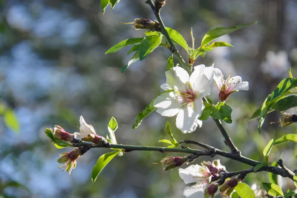 Beautiful floral background with flowering almond tree — Stock Photo, Image