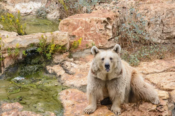 Brown bear sitting on the rock, rainy day — Stock Photo, Image