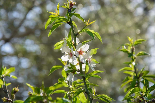 Krásné květinové pozadí s kvetoucích mandloní strom — Stock fotografie