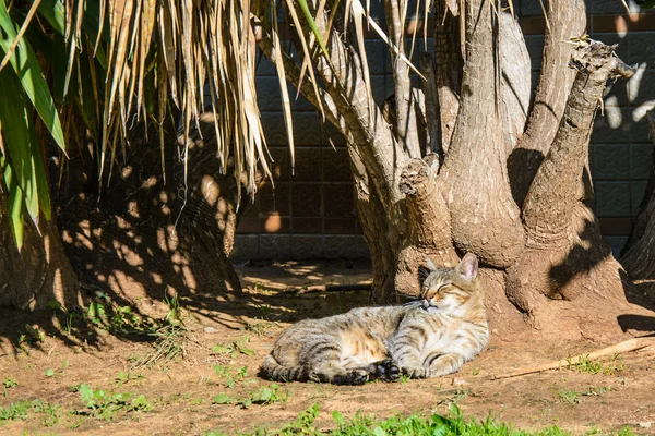 Zbloudilá kočka ležící v parku — Stock fotografie