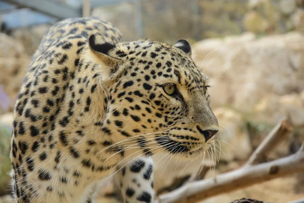 Primer plano de leopardo —  Fotos de Stock
