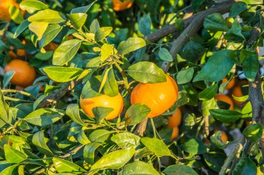 Olgun ve taze mandalina ağacı mavi gökyüzü karşı yapraklarda ile