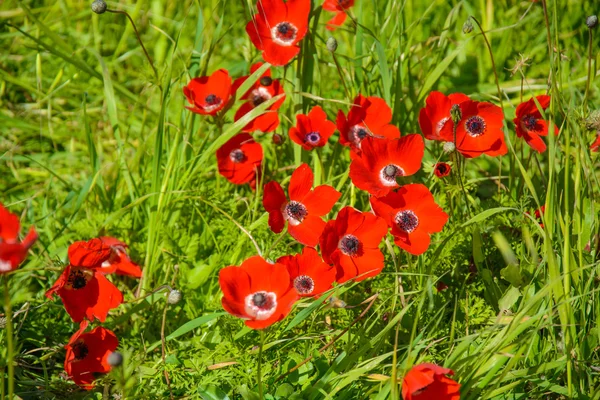 Blühende rote Anemonen — Stockfoto