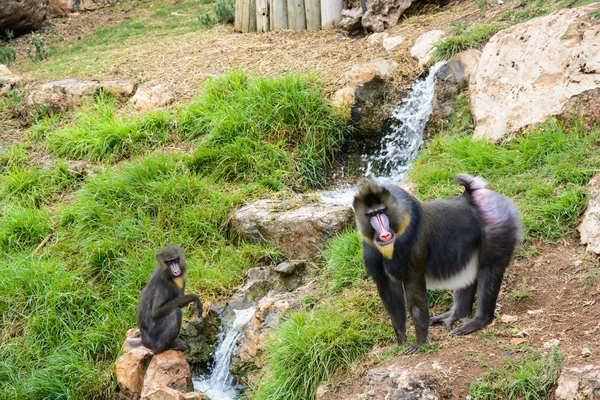 İki Mandrill'di Babunlar